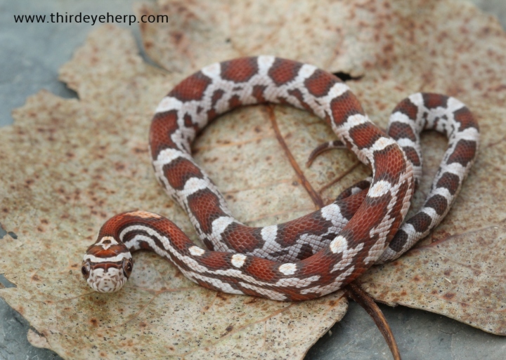 Miami Corn Snake
